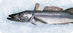 Merluza